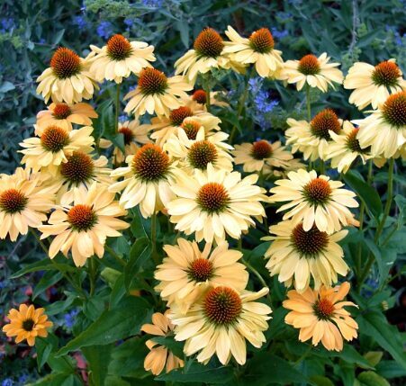 Ehinācija 'Aloha'  (pieejams no jūnija)